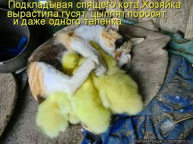Самые лучшие котоматрицы прошедшей недели Самые лучшие котоматрицы прошедшей недели
