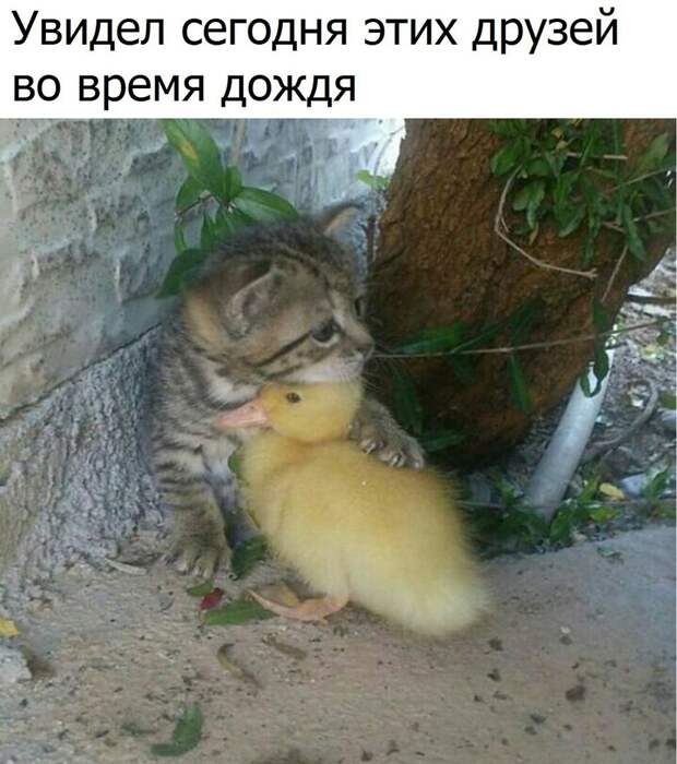 Веселые и позитивные картинки с надписями для поднятия настроения (11 фото) Веселые и позитивные картинки с надписями для поднятия настроения (11 фото)