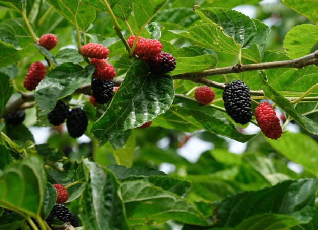 Листья привычного растения оказались помощниками в замедлении диабета
