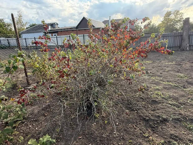 Весенняя подкормка смородины: ягоды станут крупнее, а урожай — богаче