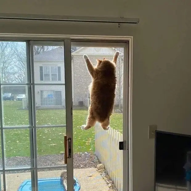 Bigpicture ru cats being weird weirdlilguys 6242d15db6ddf 700