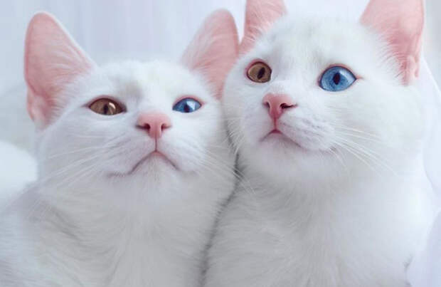 Познакомьтесь, самые красивые в мире кошки-близнецы с разноцветными глазами