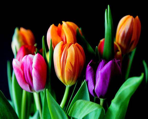 Цветы/фото: pixabay.com