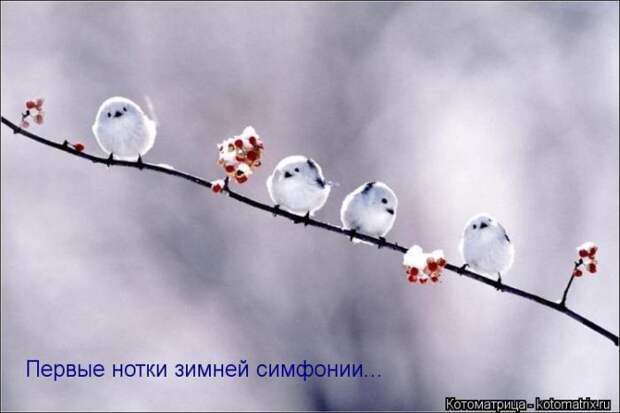 Лучшие котоматрицы недели Лучшие котоматрицы недели