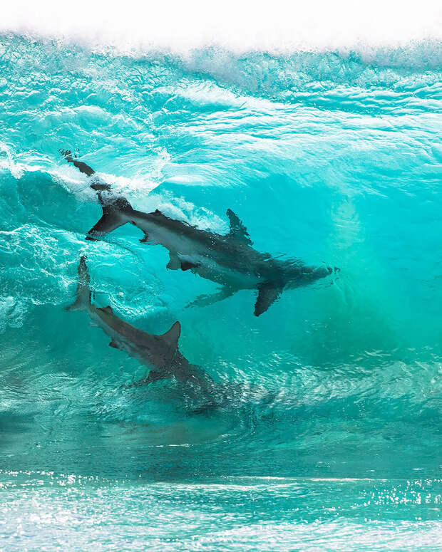 Отважный фотограф сделал невероятные снимки акул в волнах