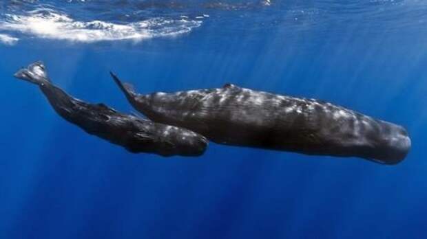 Какие виды китов крупнейшие на Земле — размеры, описание и фото