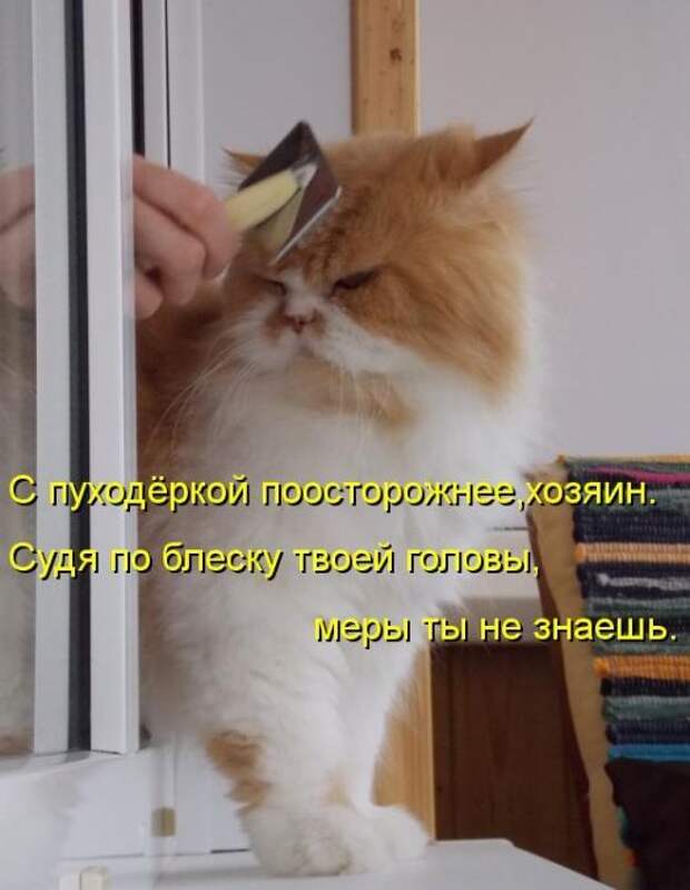 Лучшие котоматрицы недели