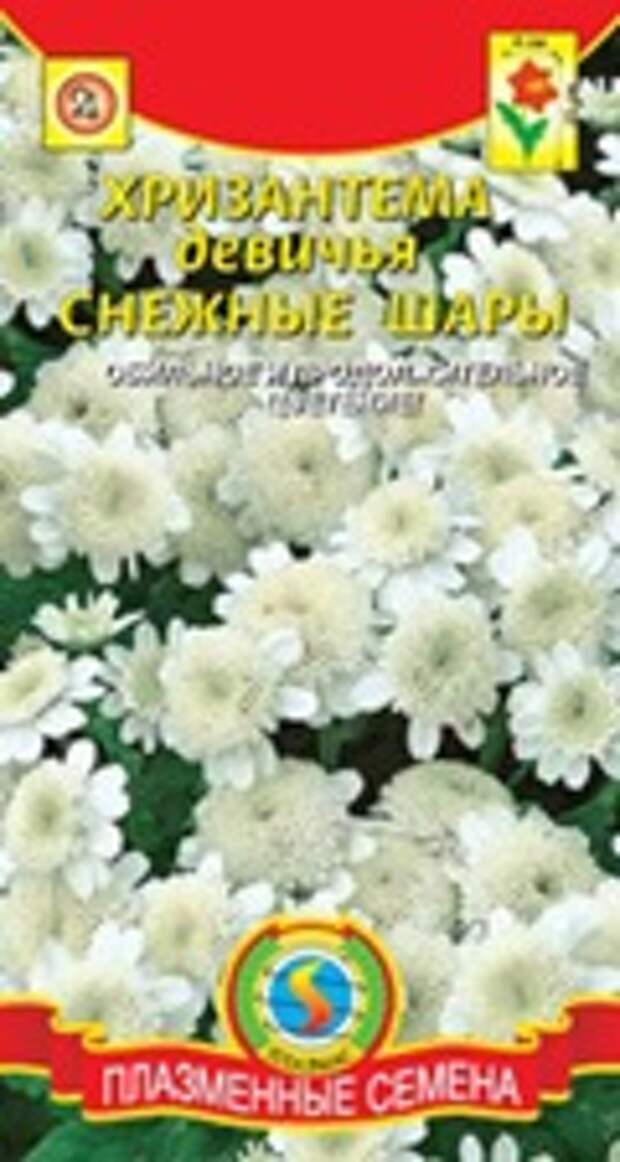 Купить семена хризантемы Купить семена хризантемы