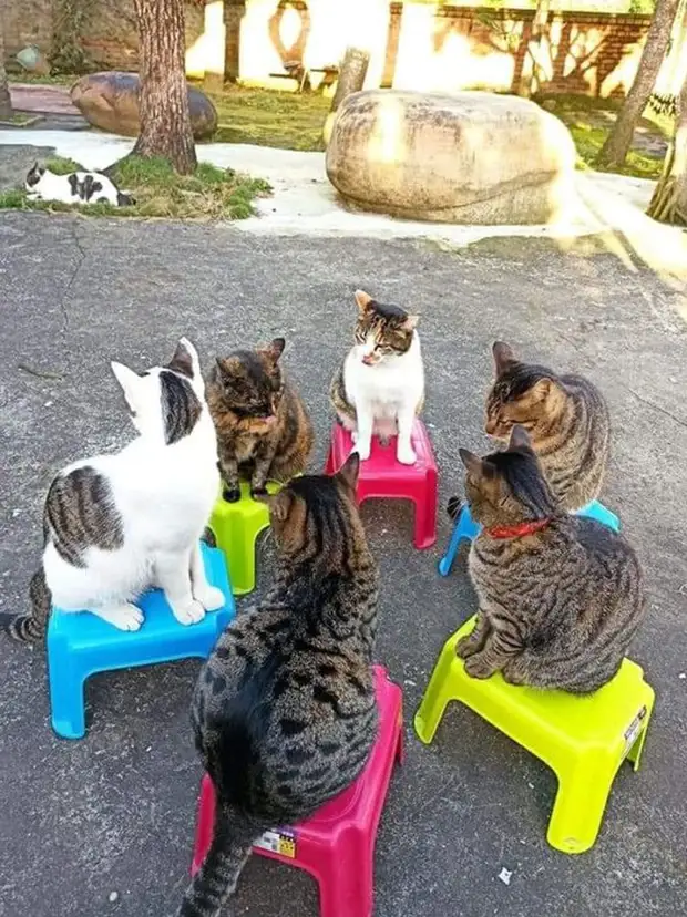 Bigpicture ru cats being weird weirdlilguys 6242d866effd8 700