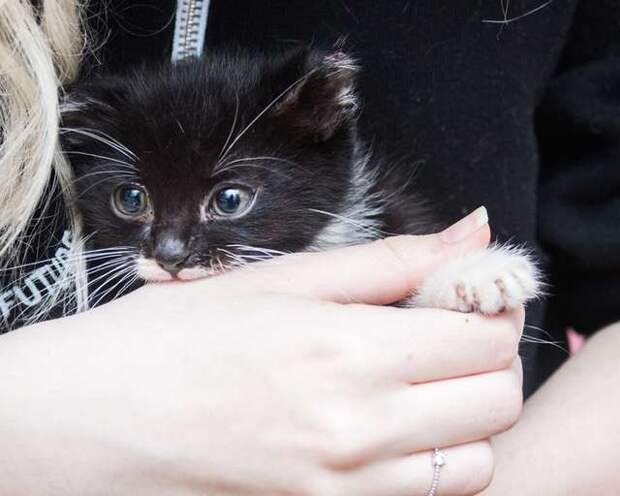 помощь брошенному котенку котенок на руках