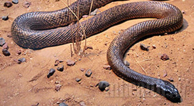 Фото 2 - Как поймать гадюку руками: МН отправляется в гости к змеям