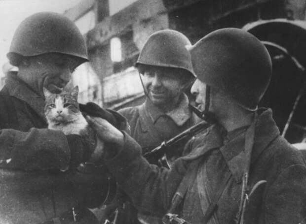 Какие животные стали героями Второй мировой войны и помогли приблизить победу над фашизмом?