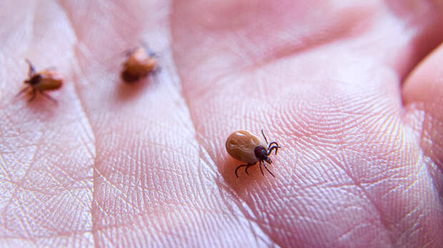 Инфекционист Мескина объяснила, как защититься от клещевого энцефалита