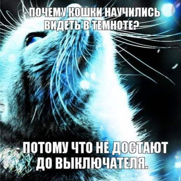 Интересные фразы с картинками о жизни и с юмором.