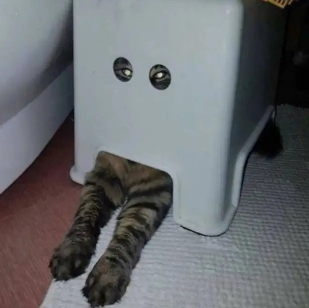 Bigpicture ru cats being weird weirdlilguys 6242d17f494b5 700