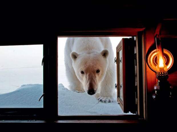Коллекция удивительных снимков от National Geographic за 2012 год Коллекция удивительных снимков от National Geographic за 2012 год