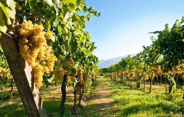 На вкус винограда влияет климат страны, состав почвы и природный ландшафт / Фото: kubanmakler.ru