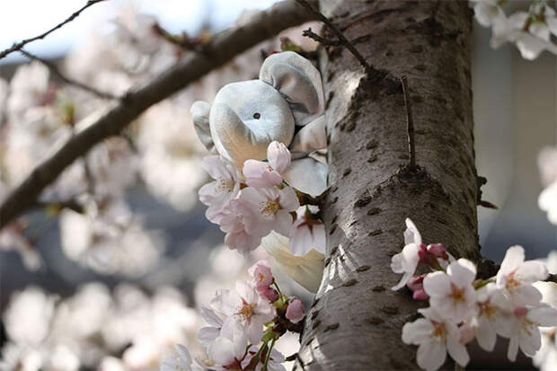 Цветущая сакура в Японии.