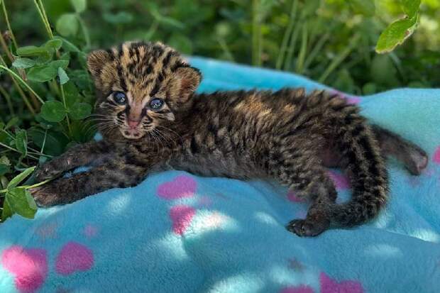Новосибирский зоопарк рассказал о рождении детеныша мраморной кошки