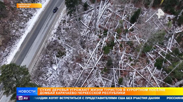 Тихие убийцы в лесу: сухостои угрожают жизням восходящих на Домбай туристов