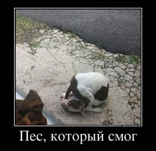 Демотиваторы