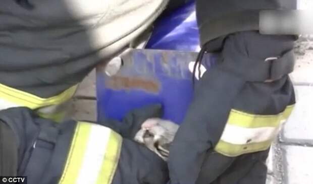 38e0b6f100000578-3811506-the_fireman_gently_moved_the_cat_s_head_but_it_remained_trapped_-m-104_1475075644612