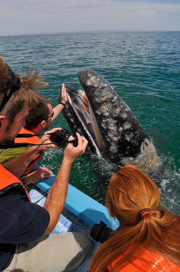 Любвеобильный серый кит (19 фото)