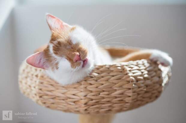 Блог - Девушка делает чудесные эмоциональные фото своего кота, у которого нет глаз Девушка делает чудесные эмоциональные фото своего кота, у которого нет глаз