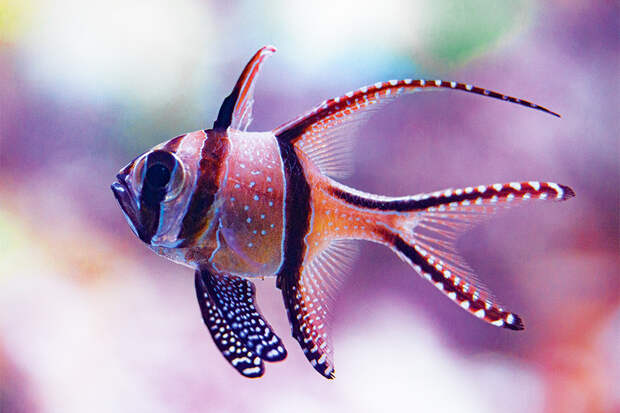 5 самых красивых в мире рыб, подходящих для содержания в домашнем аквариуме