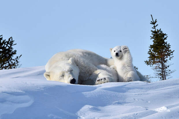 Eщё 25 несерьёзных фотошедевров конкурса 2016 Comedy Wildlife Photography Awards