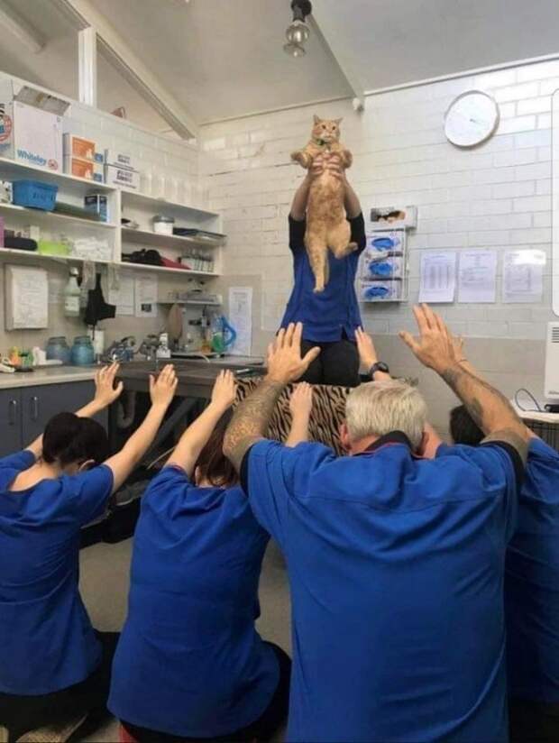 Славься, котик!