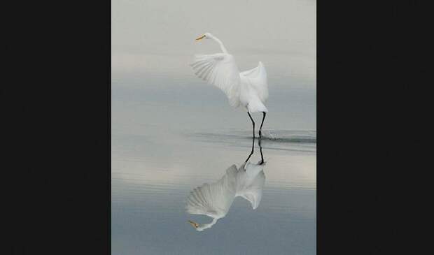 Победители ежегодного фотоконкурса Focus on Nature
