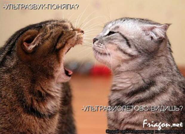 Котоматрица про Любовь