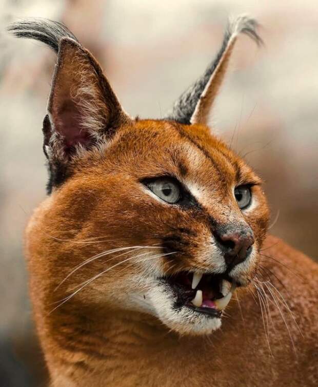 Дикие кошки