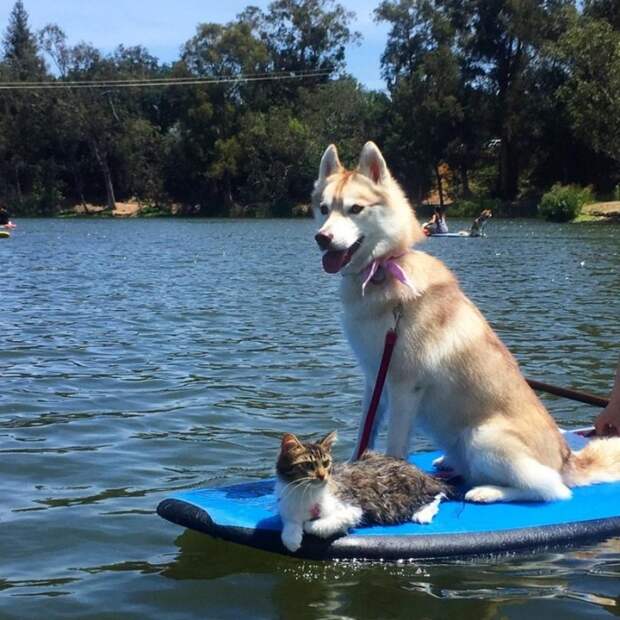 Кошка совсем не боится воды