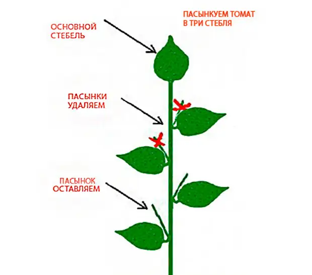 Томат в 3 стебля схема