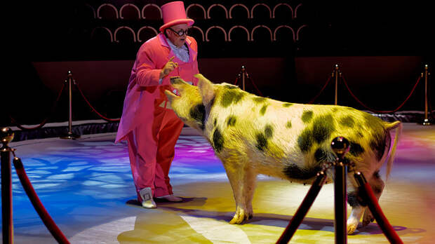 Цирк высоких технологий: Дрессировщик Маск сделает из нас свиней