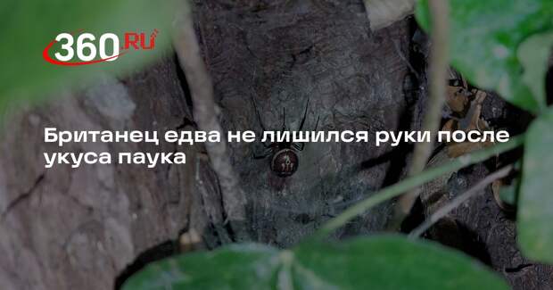 Daily Mail: в Ковентри паук заразил мужчину пожирающей плоть инфекцией
