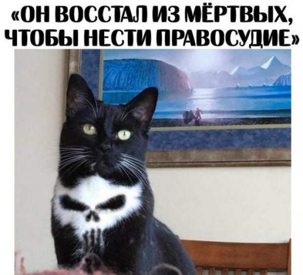 Свежие прикольные фотомемы (25 шт)