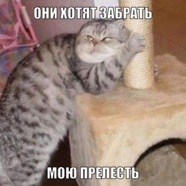 кот, прикол, юмор