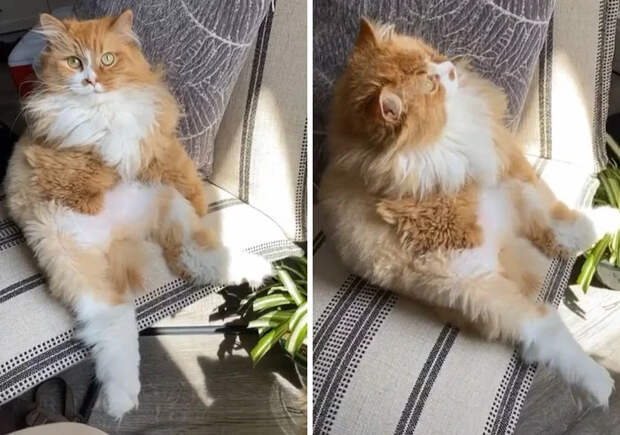 Без кота и жизнь не та