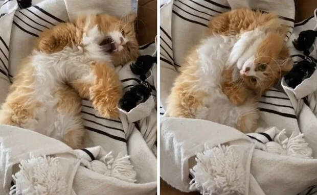 Без кота и жизнь не та