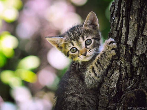 Маленький котенок на дереве