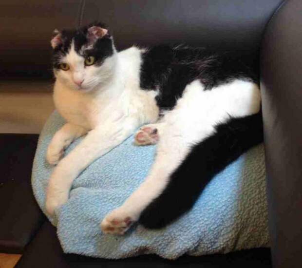 кот