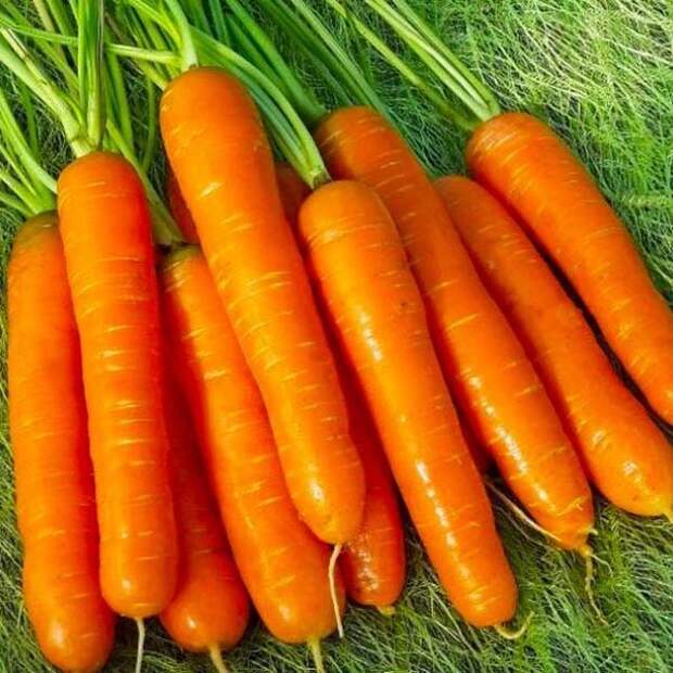Семь лучших ранних сортов морковки