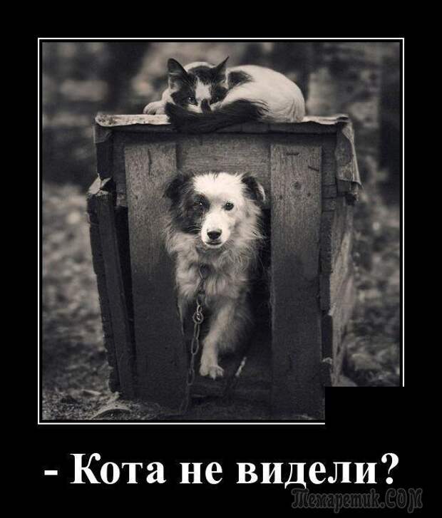 Демотиваторы для настроения