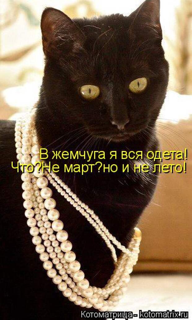 Котоматрица: В жемчуга я вся одета! Что?Не март?но и не лето!