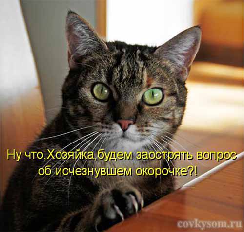 Кулинарные котоматрицы