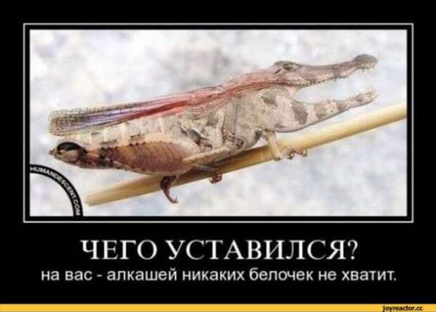 Демотиваторы. Подборка chert-poberi-chert-poberi-37370805052020-15 картинка chert-poberi-37370805052020-15