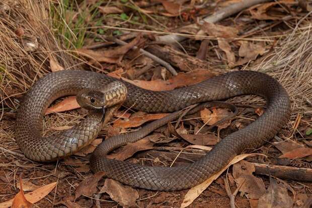 Шагающие по тропинке дети даже не подозревали, что всего в нескольких сантиметрах от них находилась очень ядовитая змея